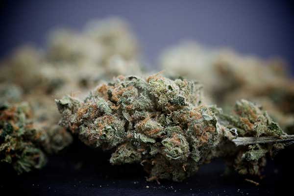 dosaggi-marijuana-cucina-compressor