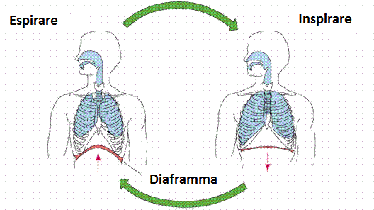 tecniche-di-respirazione-diaframma