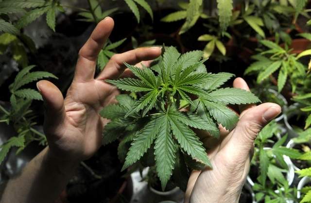 marijuana-ansia