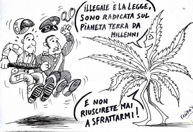 cannabis-marijuana-illegale-ganjanauta