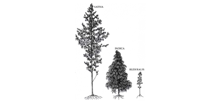 cannabis-ruderalis-00