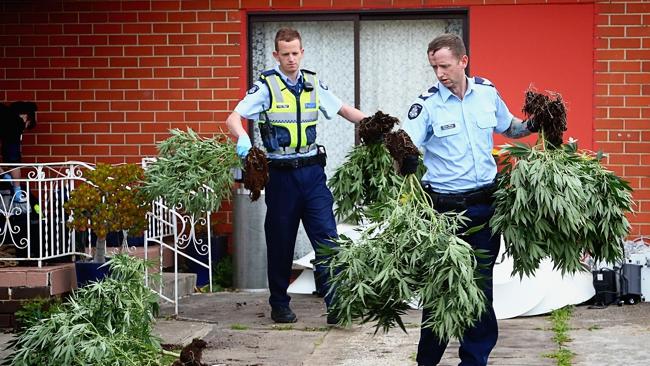 Photo: Hamish Blair Police remove cannabis plants from a house at 37 Yarmouth Avenue in St Albans on November 8, 2013 in Melbourne, Australia.