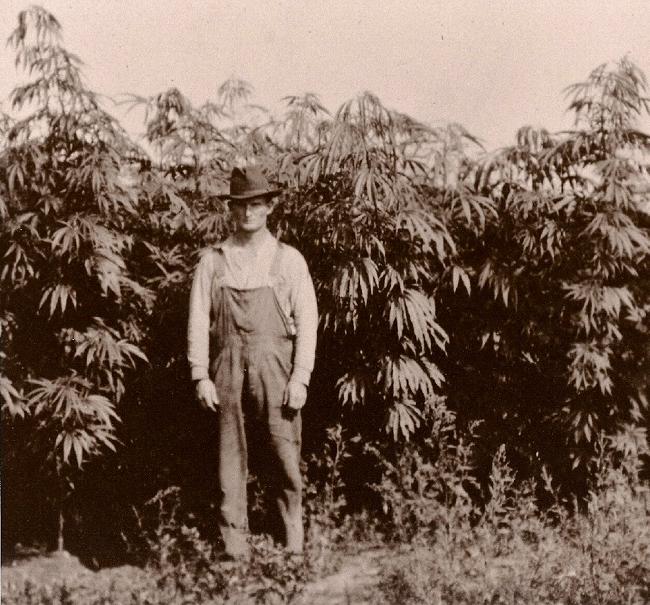 storia-cannabis
