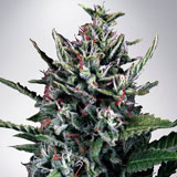 Auto Silver Bullet (Ministry of Cannabis)