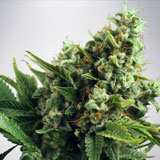 Auto White Widow (Ministry of Cannabis)