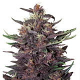 Semi Ayahuasca Purple Femminizzati (Barney's Farm)