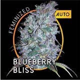 Blueberry Bliss Autofiorente femminizzato (Vision Seeds)
