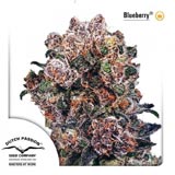 Blueberry Femminizzata (Dutch Passion)