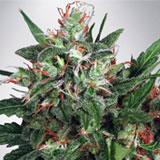 Early XXX Femminizzata (Ministry of Cannabis)