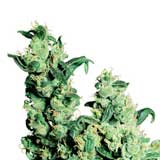 Semi di Jack Herer (Sensi Seeds)