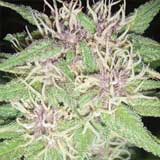 Jack Herer Femminizzata (Vision Seeds)