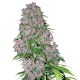 Purple Bud Femminizzata (Sensi Seeds)