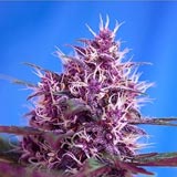 Red Poison Autofiorente (Sweet Seeds)
