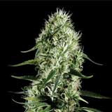 Super Silver Haze (Greenhouse Seeds Co.)