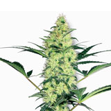 White Diesel Femminizzata (Sensi Seeds / White Label)