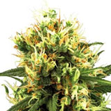 White Haze Autofiorente (Sensi Seeds)