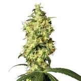 White Widow (Sensi Seeds)