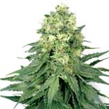 White Widow Femminizzata (White Label/Sensi Seeds)