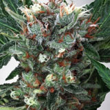 Zensation Femminizzata (Ministry of Cannabis)
