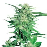 Big Bud Femminizzata (Sensi Seeds)