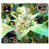 Big Buddha Cheese Femminizzata (Big Buddha)