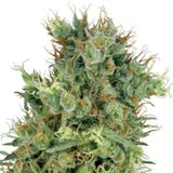 Cali Orange Bud (Sensi Seeds / White Label)