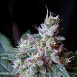 Cream Caramel F1 Fast Version Femminizzata (Sweet Seeds)