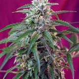 Semi di Green Poison Autofiorente (Sweet Seeds)