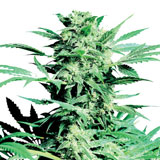 Shiva Skunk Regolare (Sensi Seeds)
