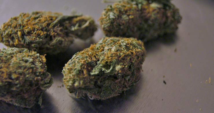 Cime di cannabis terapeutica