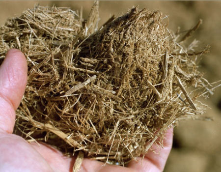 Biomassa - cellulosa di canapa