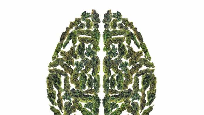 cervello-cannabis-studio-bonn