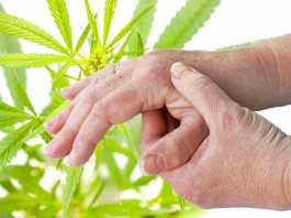 Cannabis e artrite
