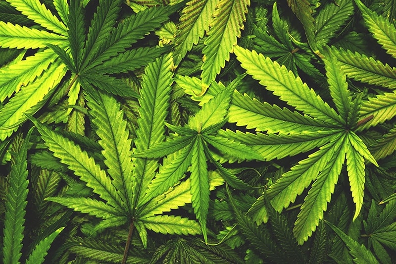 Cannabis terapeutica e disturbo ossessivo compulsivo