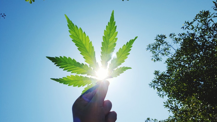 Marijuana come speranza per futuri trattamenti in ambito medico
