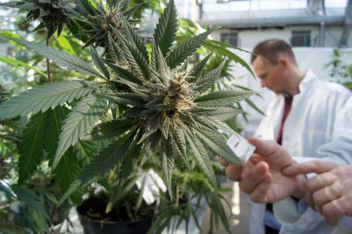 Cannabis terapeutica in laboratorio