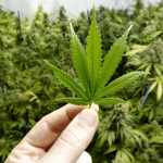 Foglia di cannabis