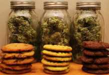 Biscotti alla cannabis
