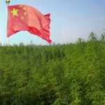 cannabis e medicina tradizionale cinese