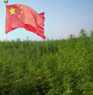 cannabis e medicina tradizionale cinese