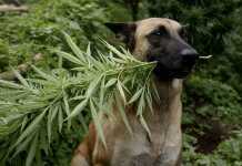 marijuana per cani e gatti