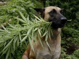 marijuana per cani e gatti
